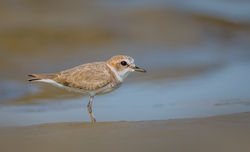 Kentish Plover