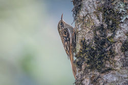 Brown-throated Treecreeper