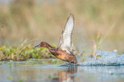 Ferruginous Duck(Female)