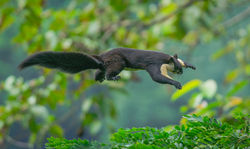 Malayan Giant Squirrel