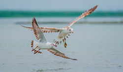 Pallas's Gull and Brown Headed Gull