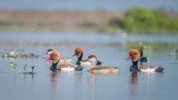 Red Crested Pochard