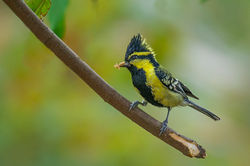 Black Lored Tit