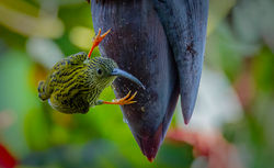 Streaked Spiderhunter (Arachnothera magna)