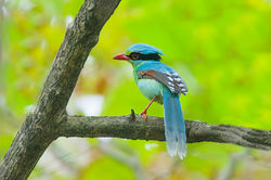 Green magpie