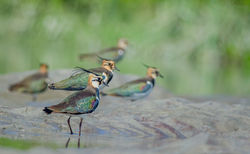 Northern Lapwing