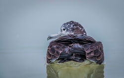 Streaked Shearwater