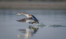 Great Crested Grebe