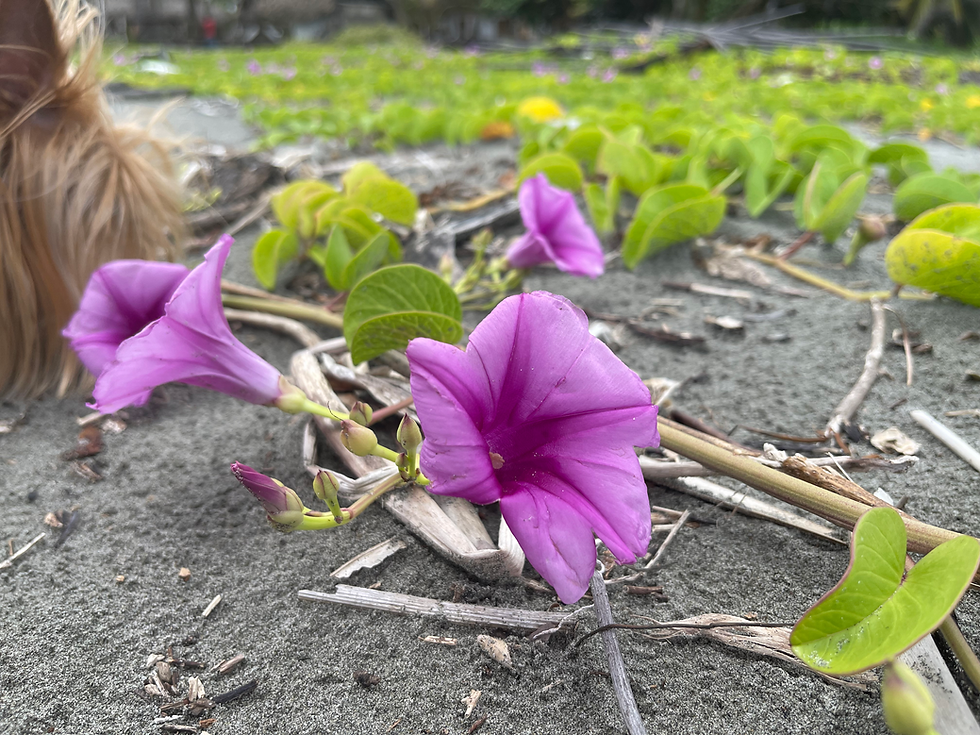 La Fauna en San Bernardo del Viento