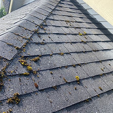 Mossy roof