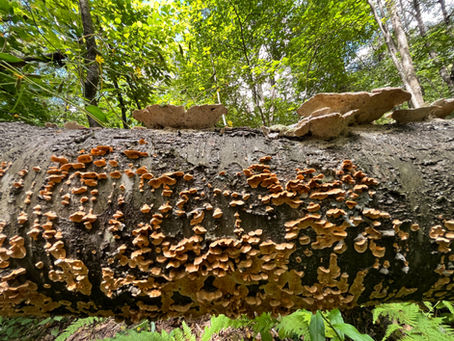 Letter from Amy: Sept 24, 2025