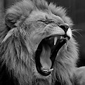 lion-gaf4698dd4_1280_edited.jpg