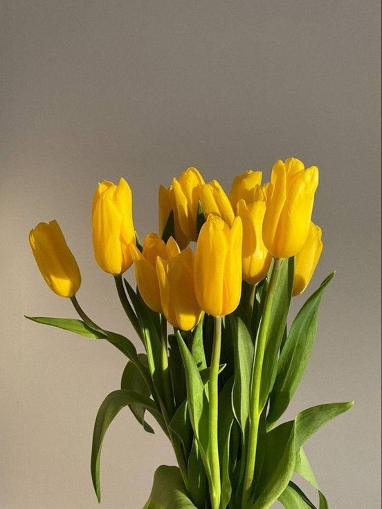 Ramo de tulipanes amarillos. Xanat Flores, flores con envío a domicilio en CDMX