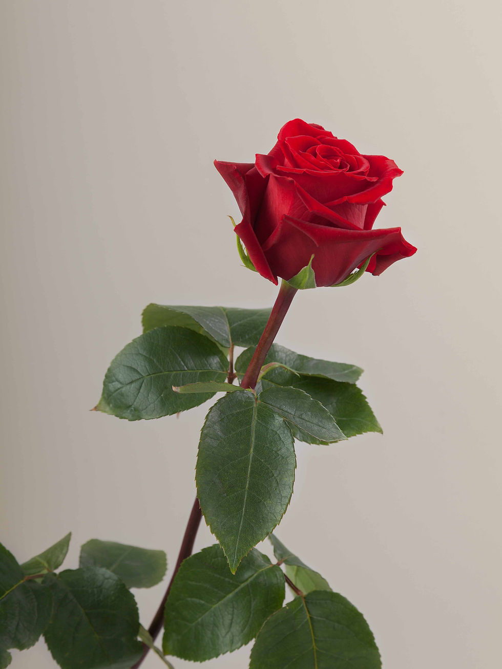 Hermosa rosa roja fresca, natural y recién cortada de Xanat Flores, una tienda de ramos y flores con envíos a domicilio en Ciudad de México, con suscripciones mensuales y quincenales para recibir flores continuamente.