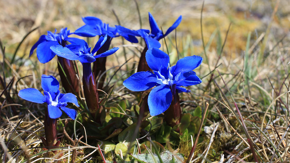 Teesdale's famous Spring Gentian (Gentiana verna)