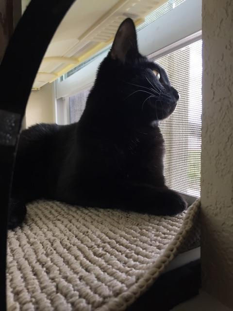 Robin in WindowKitty®