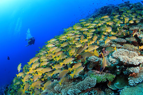 6-maldives-h_underwater.jpg