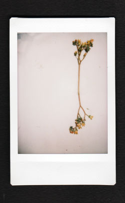 Innatura V