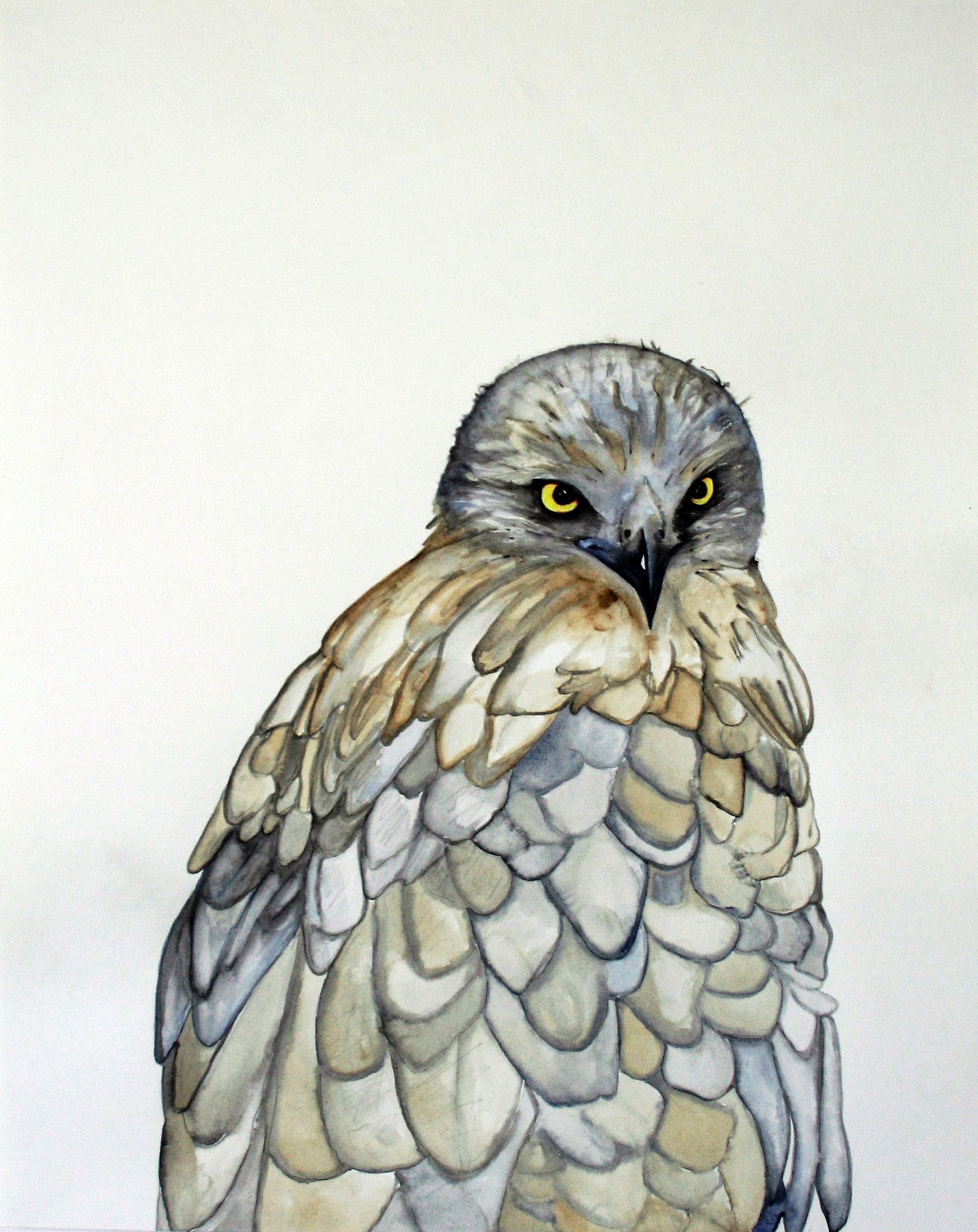 Buteo buteo