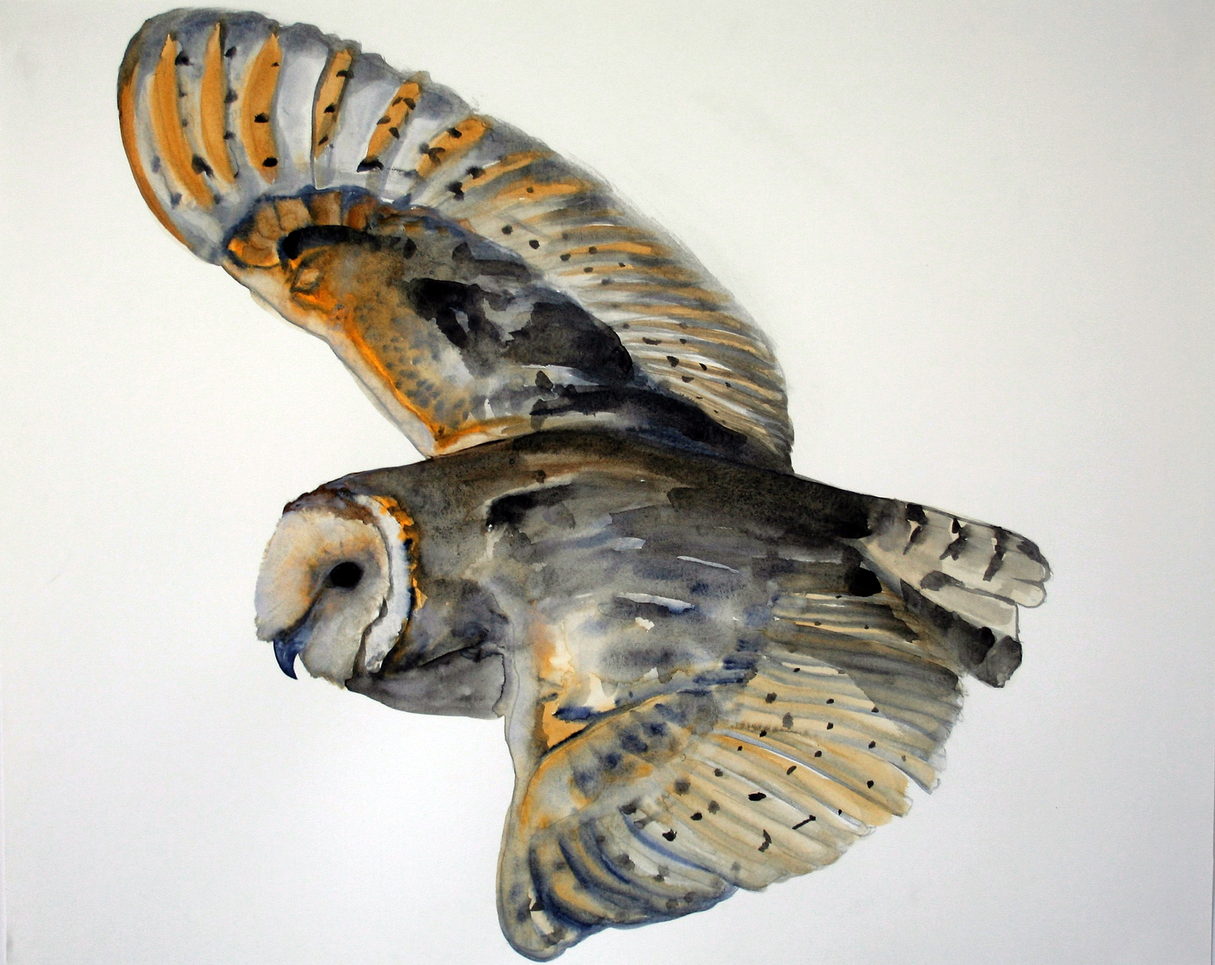 Tyto alba
