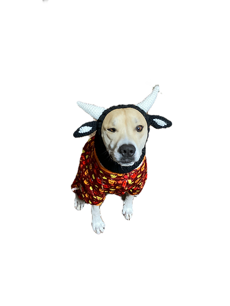 dogs in clothes