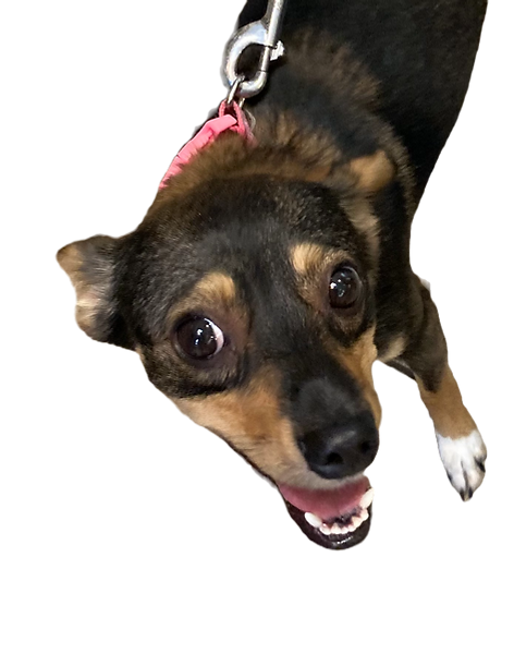 a dog with a treat