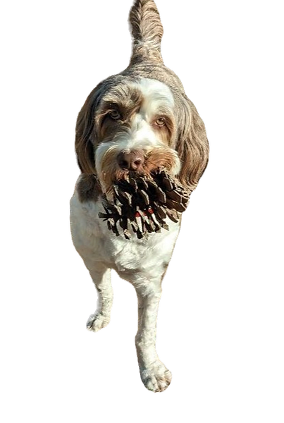 dog chewing a toy
