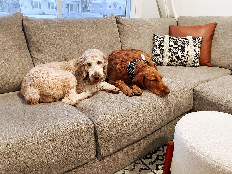honey and juni couch.jpg