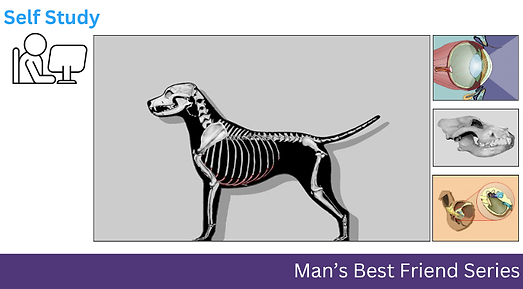 Form & Function of Man's Best Friend