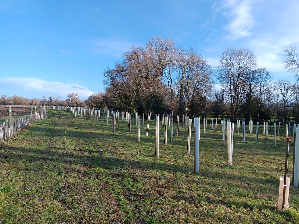 Replacing hedging at Quaker Wood