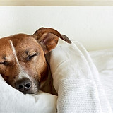 Sleeping respiratory rate dog