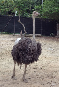 ostrich