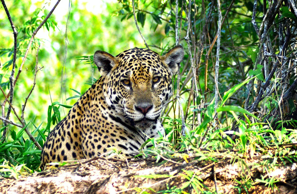 Jaguar im Pantanal, Brasilien