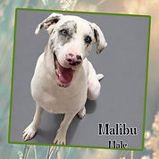 Tigger-8mo-M.jpg