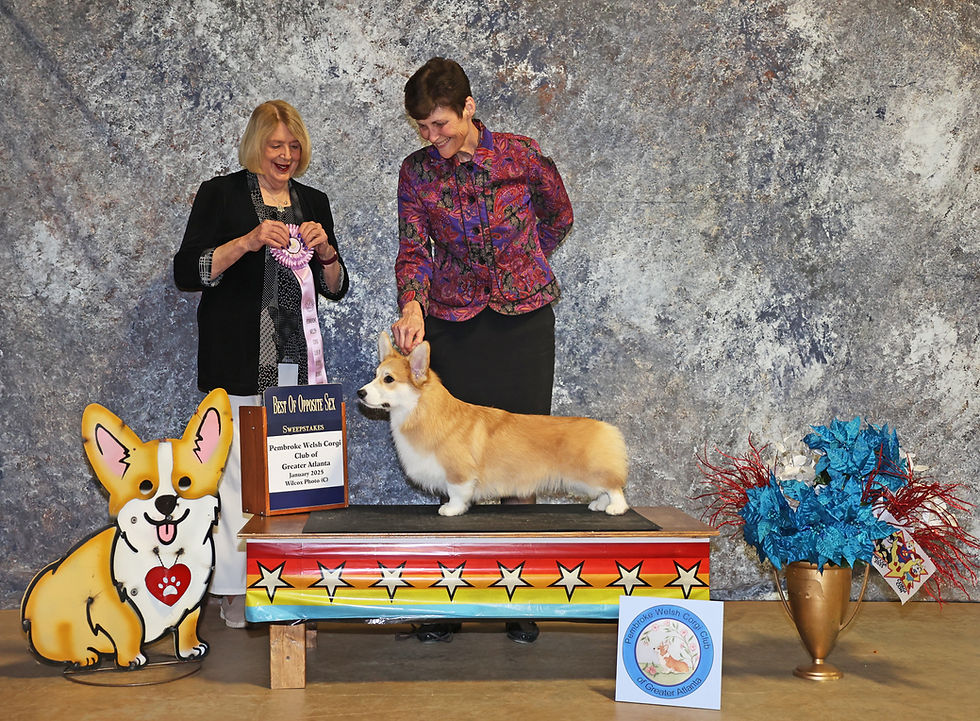 BOS Puppy Sweeps