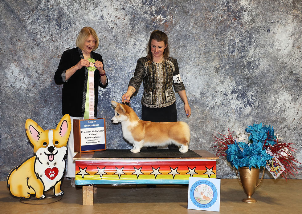 BOB Puppy Sweeps