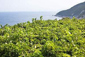 _MG_7032-Edit.jpg