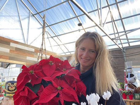 My favorite Christmas Plants