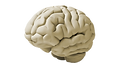 brain