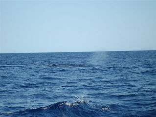 Dos ballenas enormes y varios delfines...