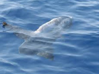 Hemos visto un gran pez luna cerca de port Ginesta..