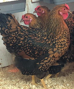 Wyandotte Golden Laced