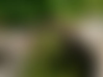 An imaginary dip in the Ligurian Riviera's most precious green sauce