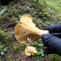 Golden Chanterelle CLICK TO WATCH US FORAGE!