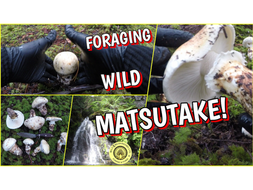 a collage of white matsutake pine mushrooms in various stages of growth with a waterfall as a focal  point