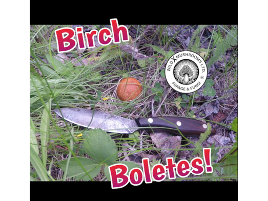 An orange birch bolete growing in the green grass with a knife fior scale and red title and logo superimposed