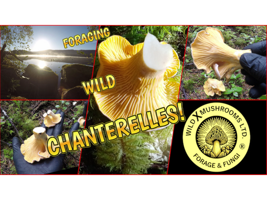 Collage of wild golden chanterelle mushrooms with a sunrise over lake behind
