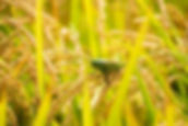 S__36773915.jpg