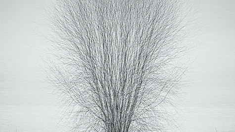 Impressions of Winter #7_ Winter Bones (Small).jpeg