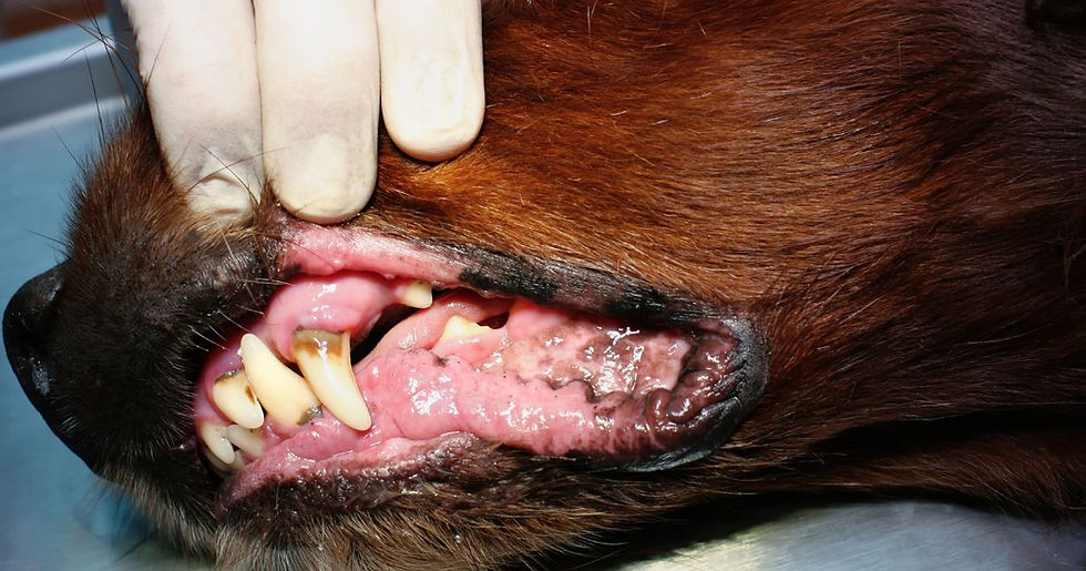 Close-up of a brown dog’s mouth being gently lifted by a gloved hand, showing significant tartar buildup and inflamed gums around the teeth.